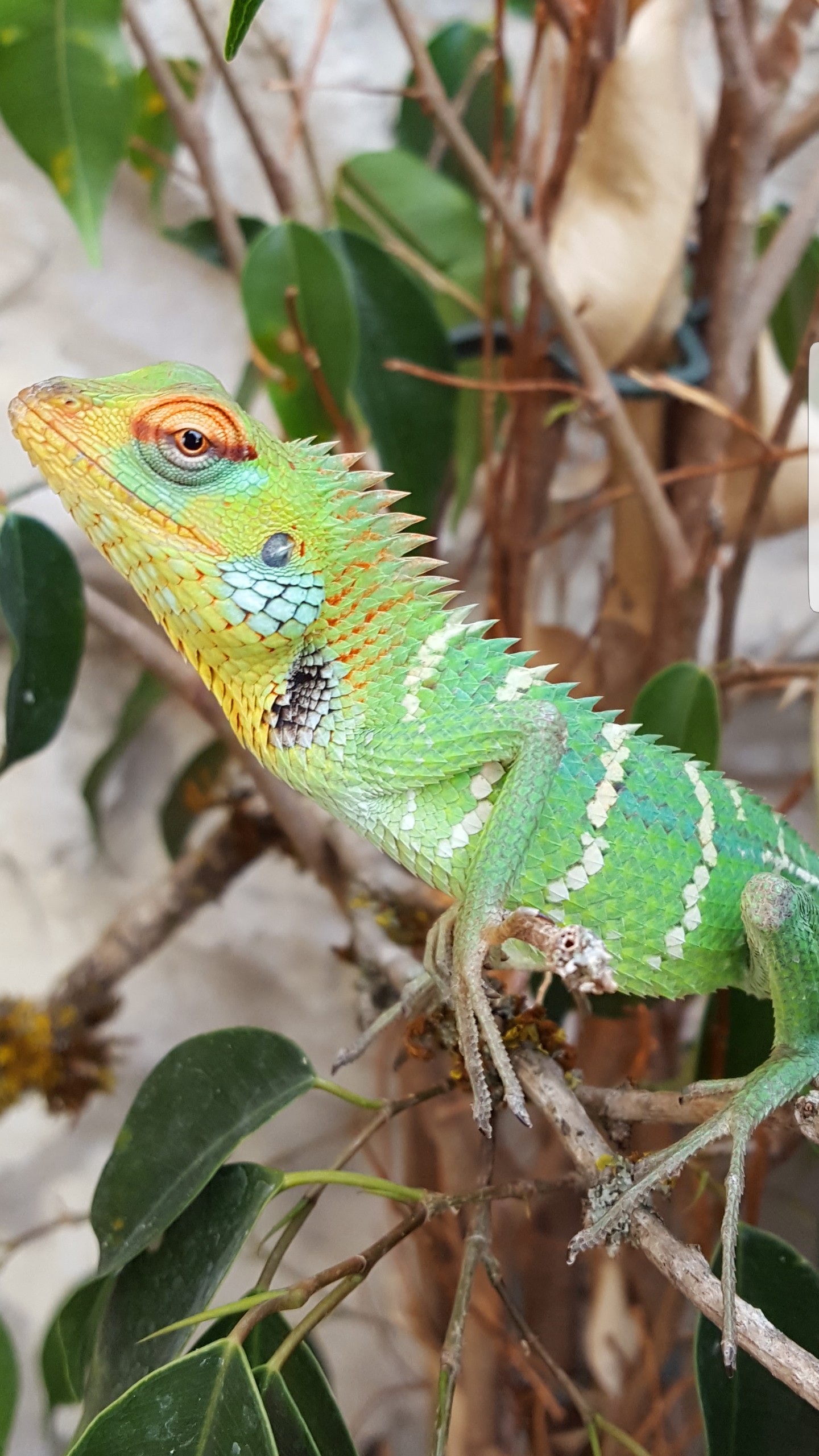 Calotes calotes Zucht und Haltung australischer Warane und Echsen