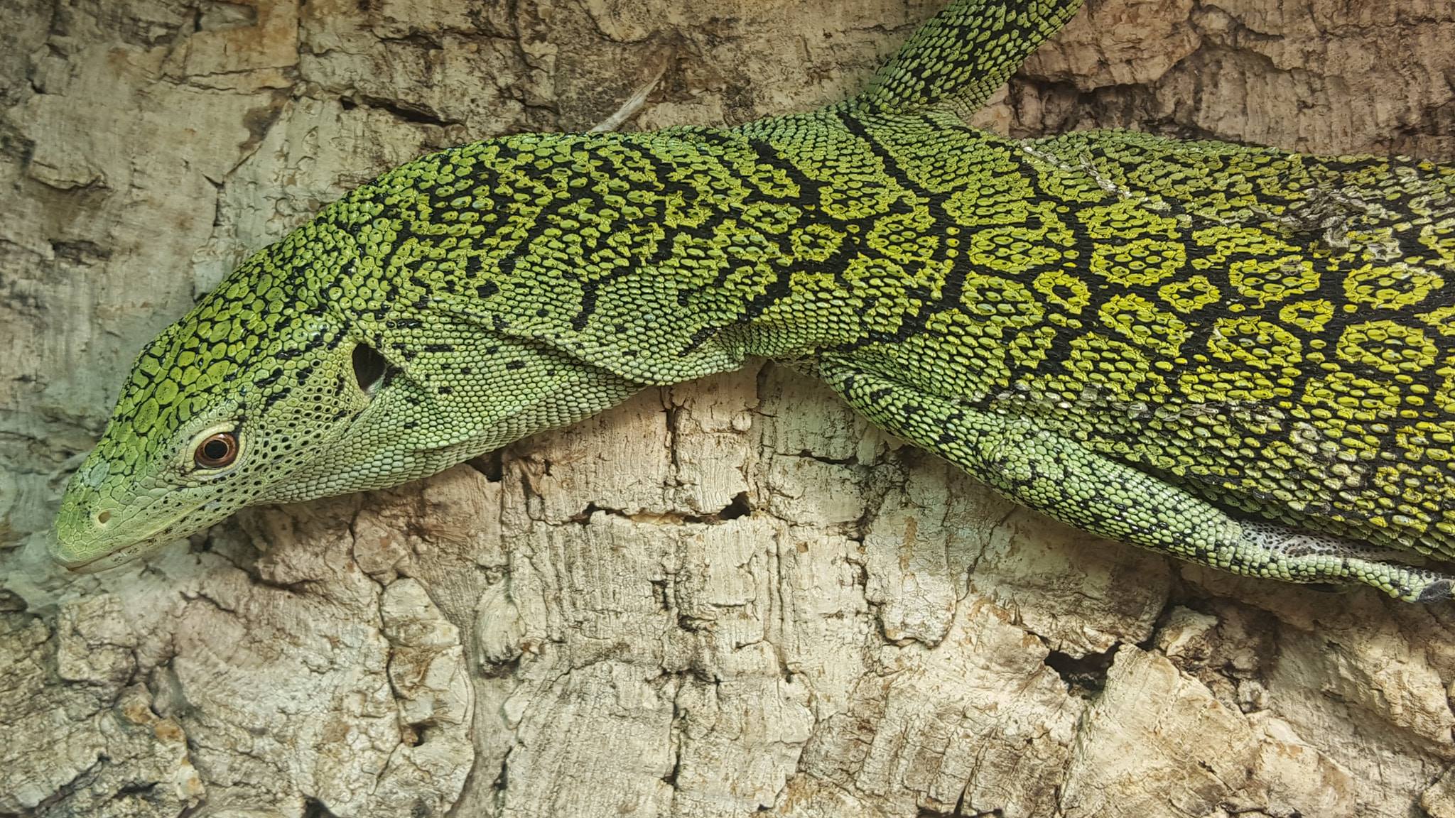 0.1 Varanus kordensis adult