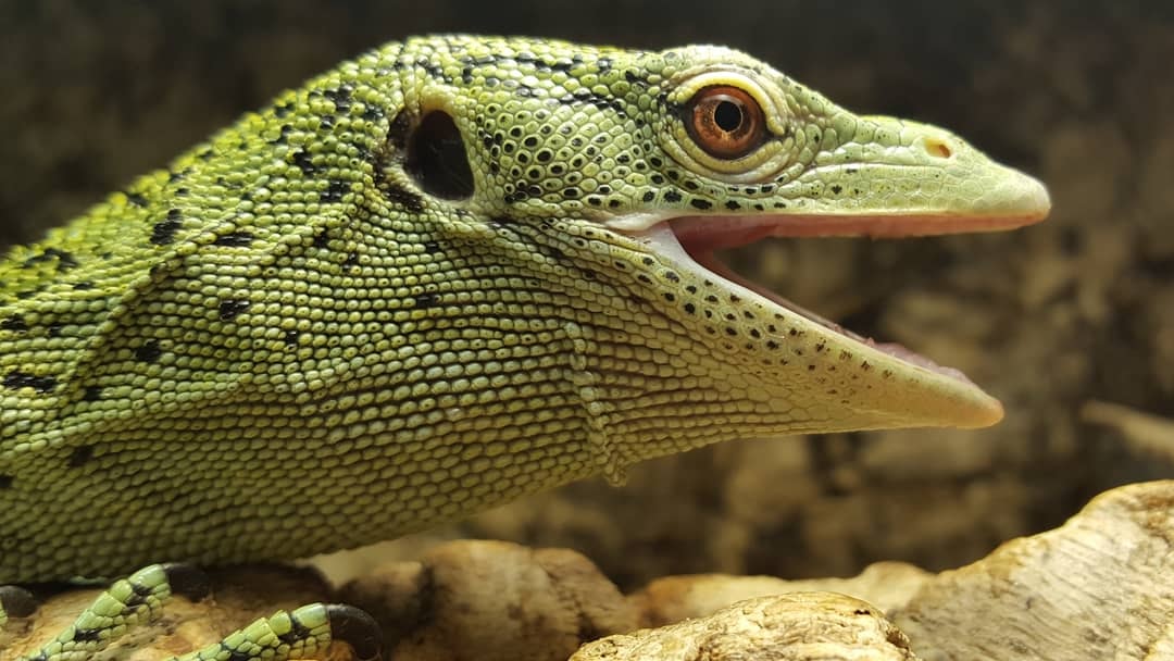 0.1 Varanus kordensis adult