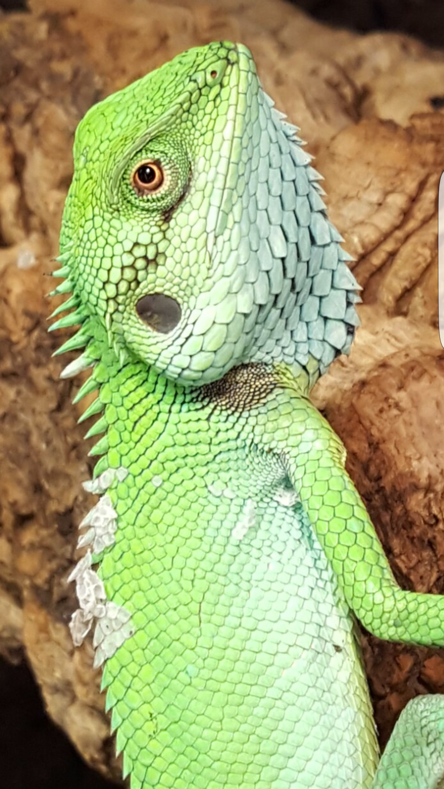 Calotes nigrilabris Zucht und Haltung australischer Warane und Echsen