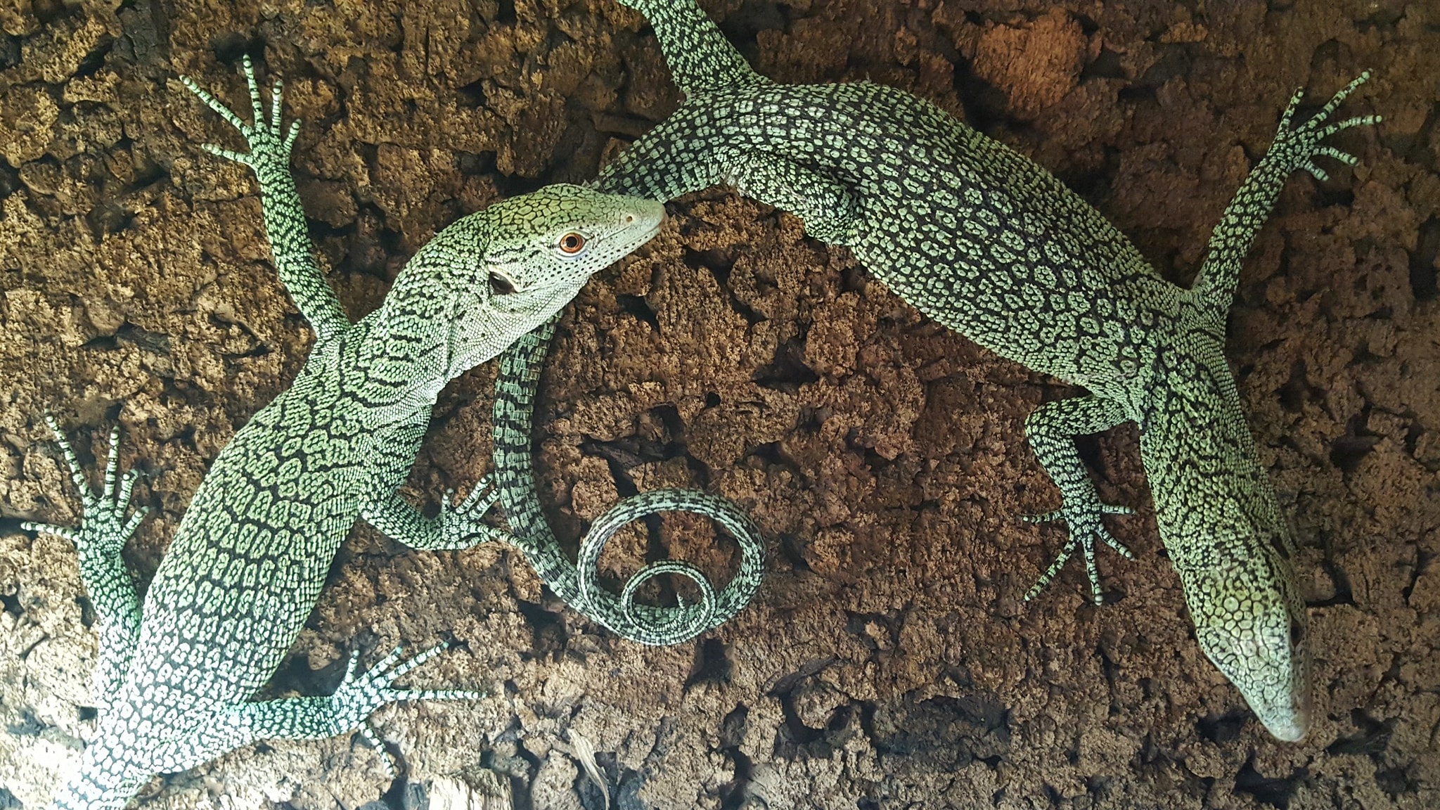Nachzucht Paar 5 Monate alt, Männchen rechts