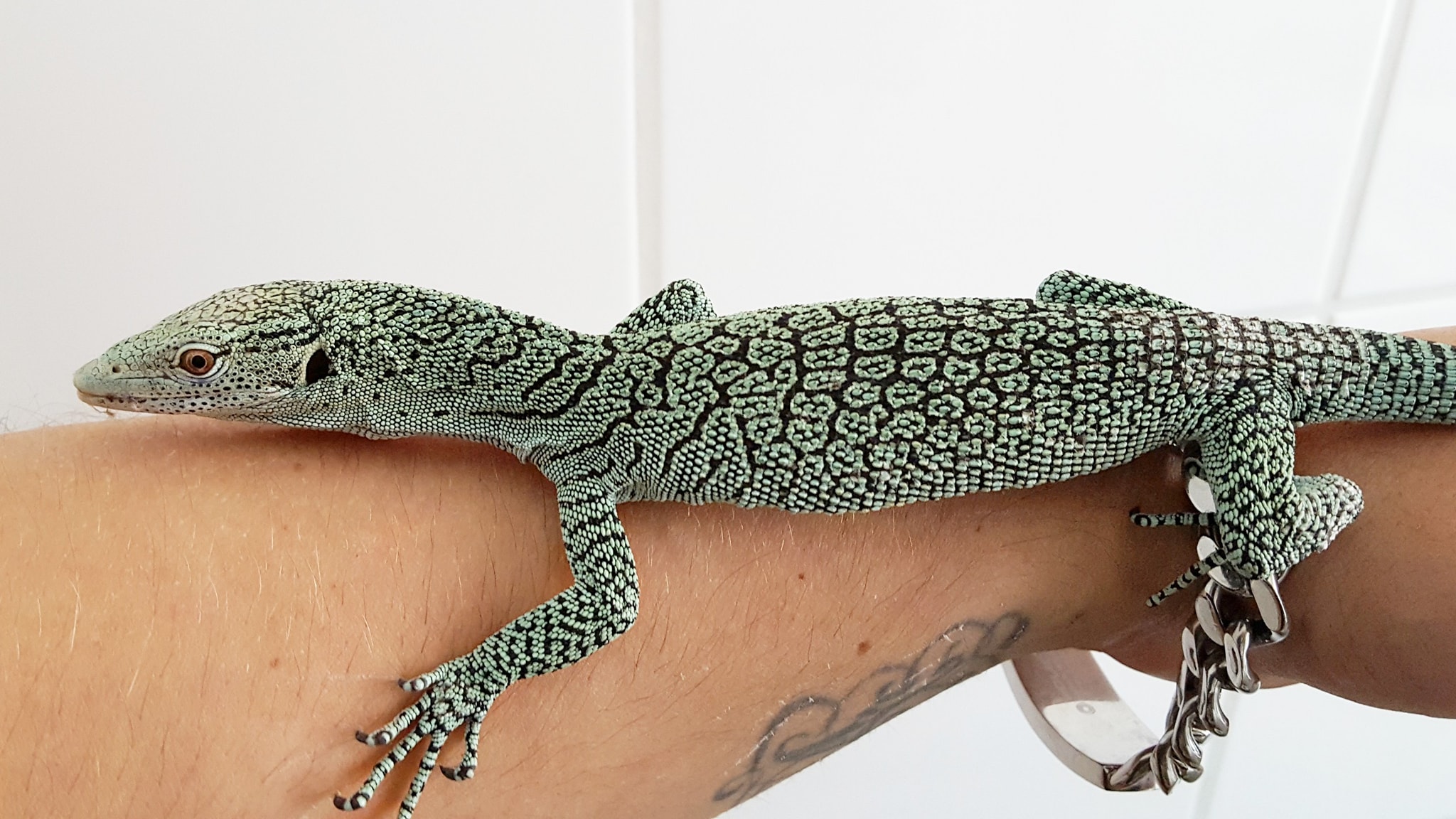 0.1 Varanus kordensis NZ 6 Monate alt