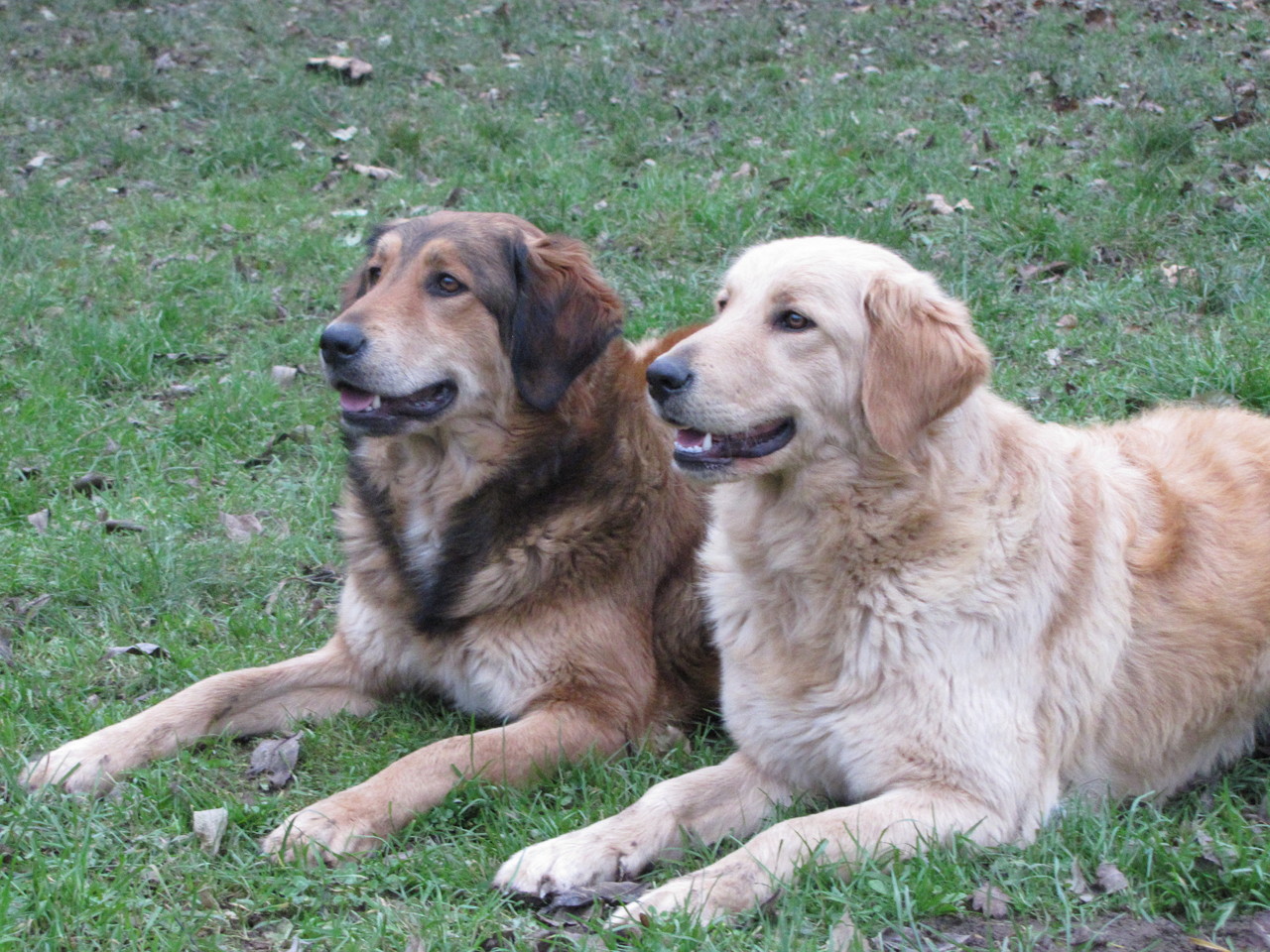 Hunde tierpensionsalfer