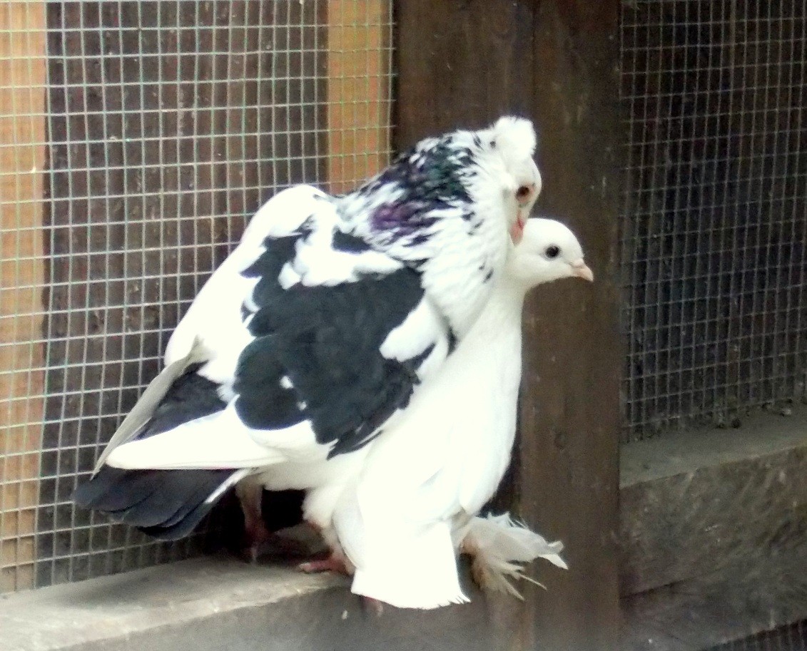 Jamie und Flocke