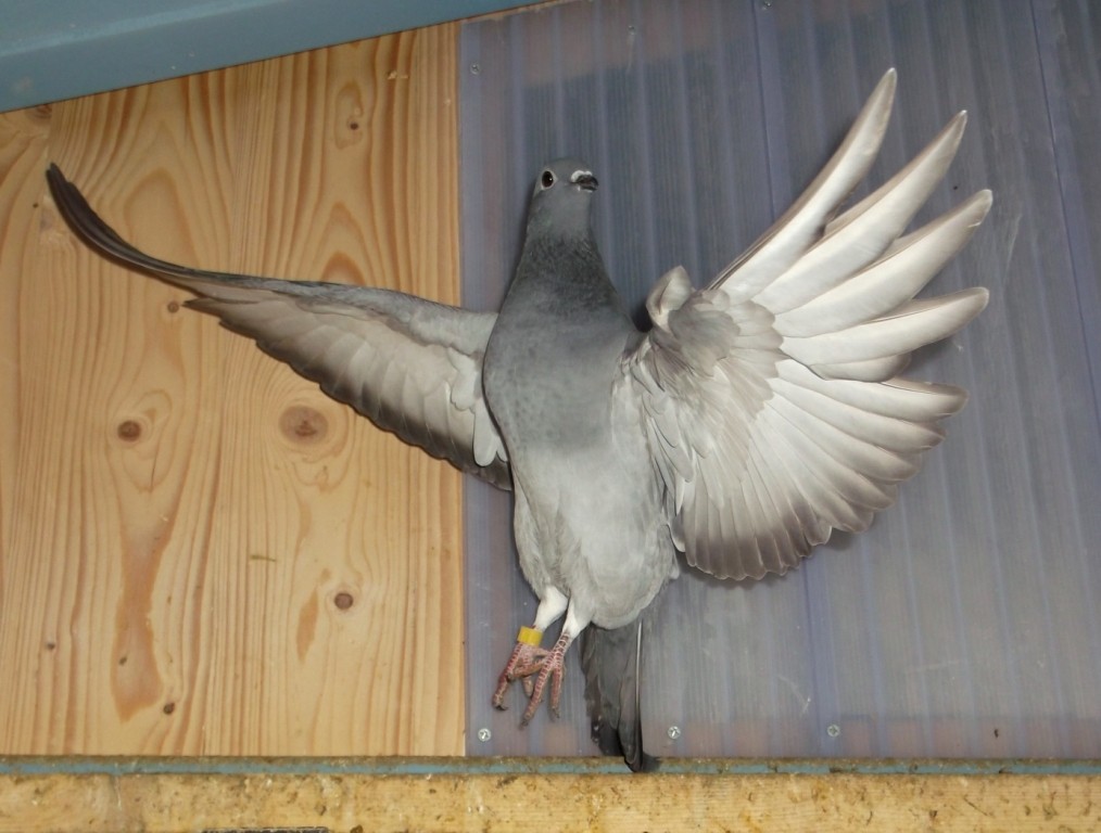 Stadttaube im Flug