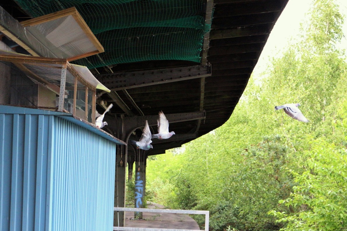 Ausflug aus dem Taubenhaus