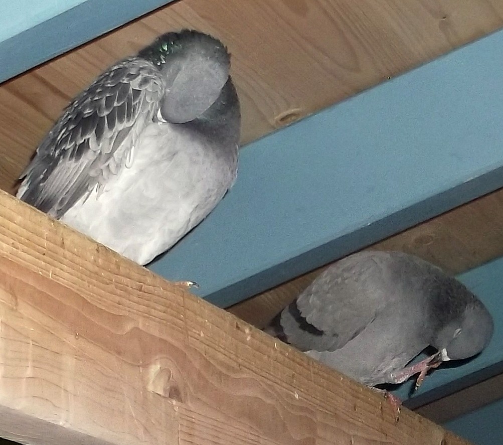 wir fühlen uns wohl im Taubenhaus