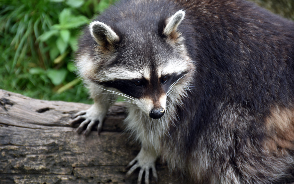 Raccoon (Procyon lotor), Heidelberg Zoological Garden, September 2017