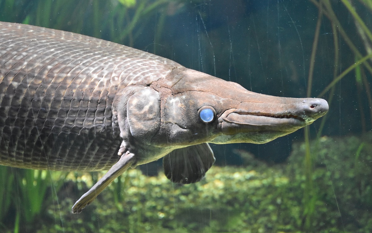 Alligator Gar (Atractosteus spatula), Wilhelma Zoo and Botanical Garden Stuttgart, August 2018