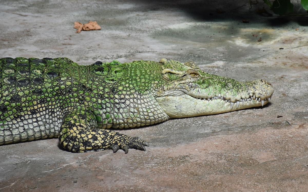 Australian Freshwater Crocodile (Crocodylus johnstoni), Wilhelma Zoo and Botanical Garden Stuttgart, August 2018