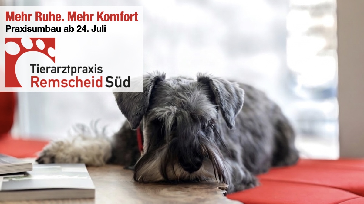 Die Tierarztpraxis Remscheid Süd wird modernisiert