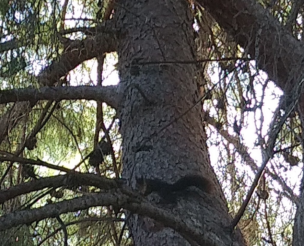 FOTO 6. ARDILLA EN ÁRBOL (ACUEDUCTO DE SAN TELMO)