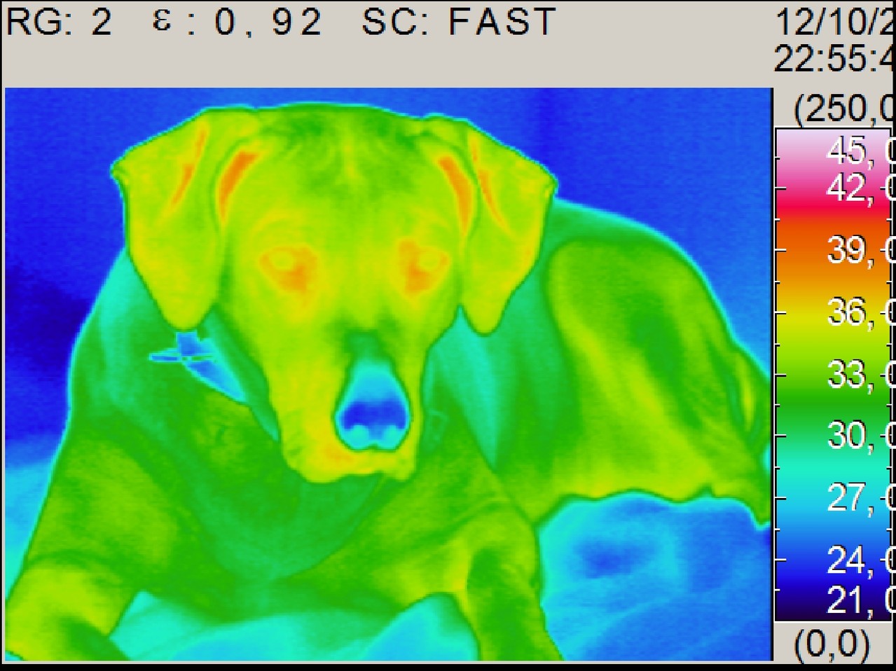 Hundethermogram Bauexperte Stuttgart Pforzheim Ludwigsburg Böblingen Sindelfingen Göppingen Mannheim Karlsruhe Schwarzwald 