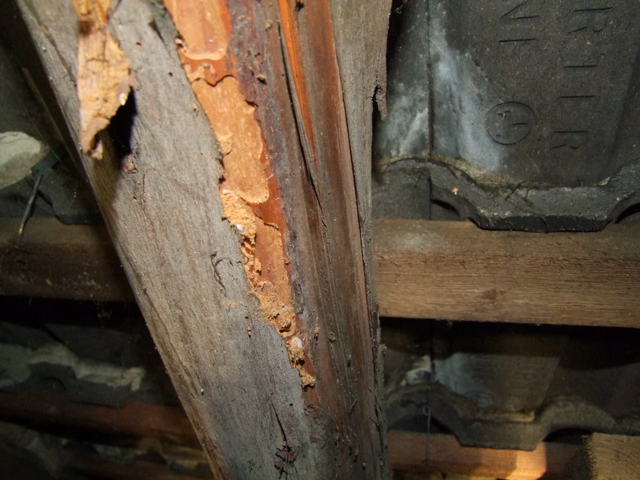 Untersuchung bei Holzschäden durch z.B: Holzbock oder Anobien (Holzwürme) sowie Sanierungskonzepte. - Bausachverständiger Gutachter Sachverständiger Gutachten für Bauschäden Baumängel Baubegleitung Bauabnahme Blowerdoor Test Feuchtemessung Baugutachten