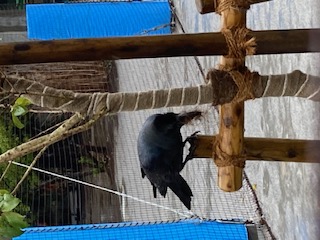 雨の中のカラスは～。