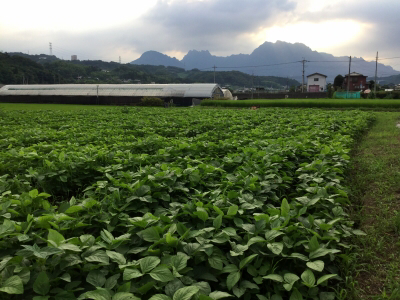 大豆栽培 Saylabo ページ 大豆栽培 Saylabo ページ