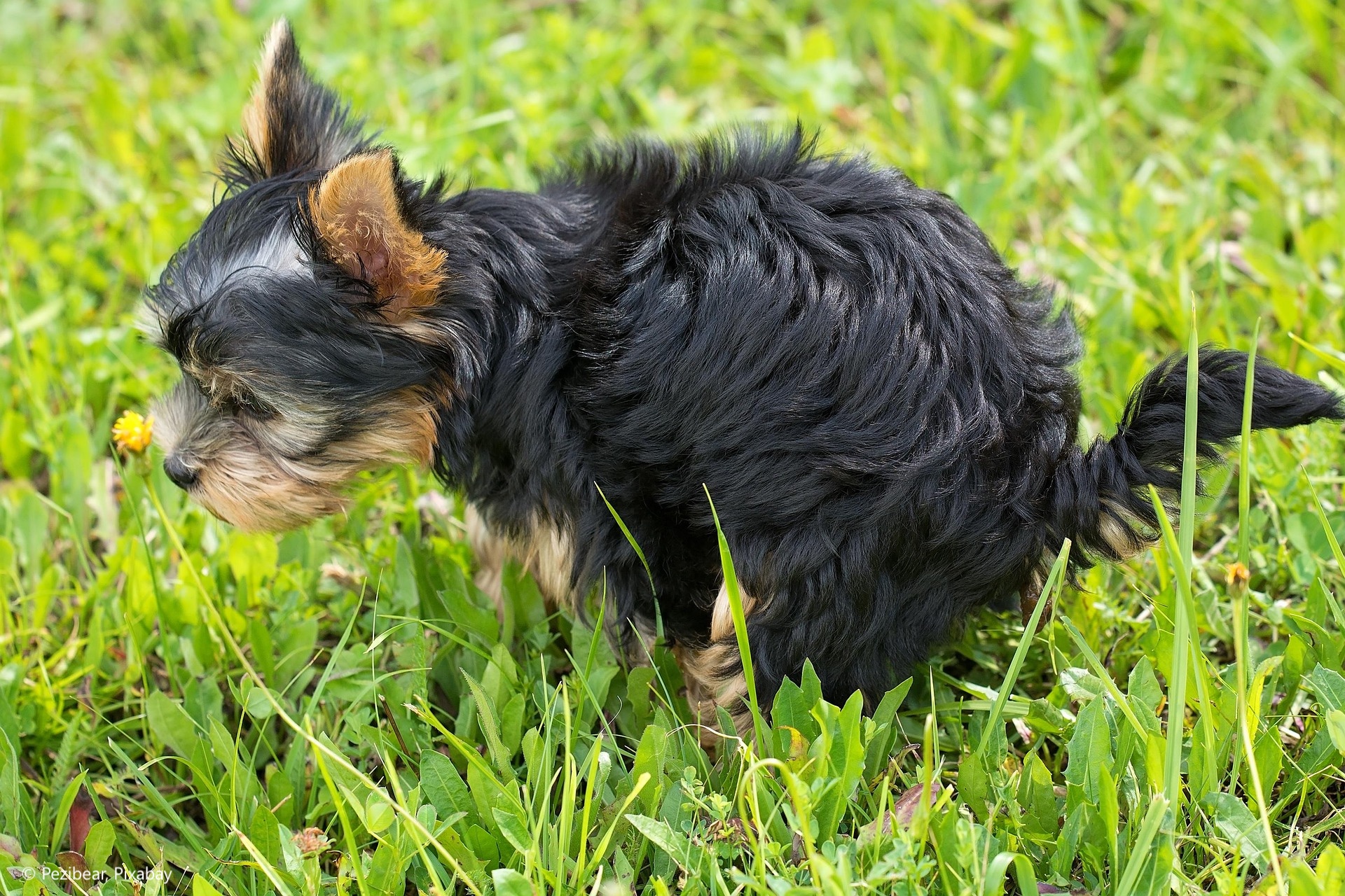 Ordnungsamt startet Offensive gegen Hundekot