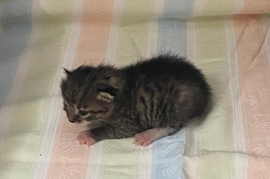 Die kleine schutzbedürftige VRONI 