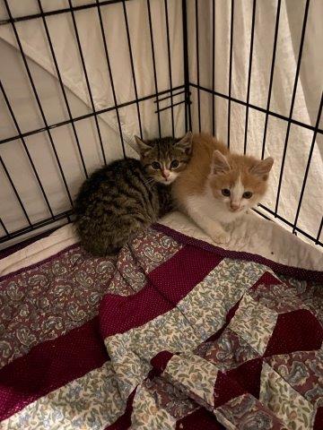 Chip & Chap - zwei Seelchen in Einklang