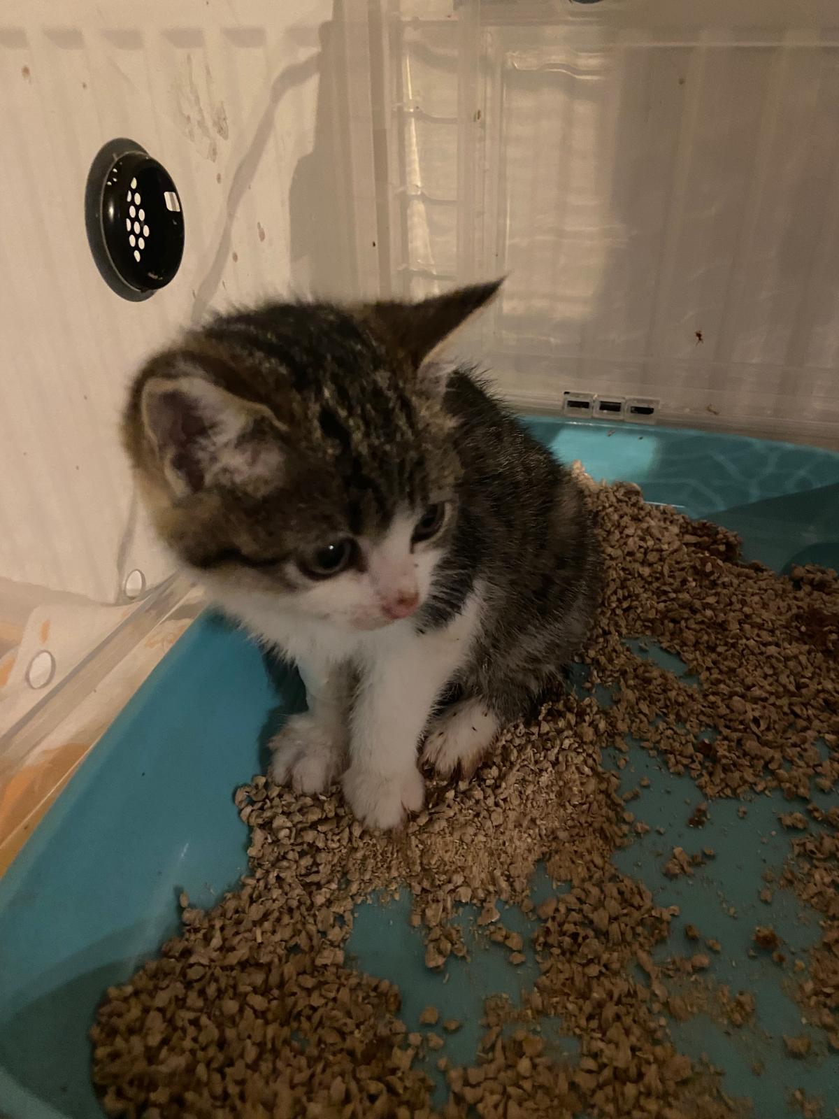 Lisa - auf der Straße neben der toten Mama gefunden