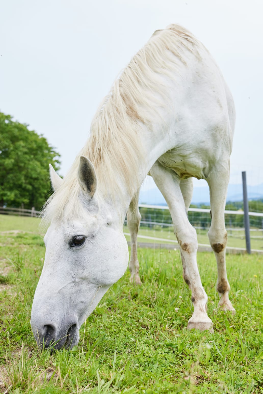 Ich bin eine wirklich "Große Dame" in unserer kunterbunten Runde,  mit bereits besonderen Bedürfnissen.... ABER 