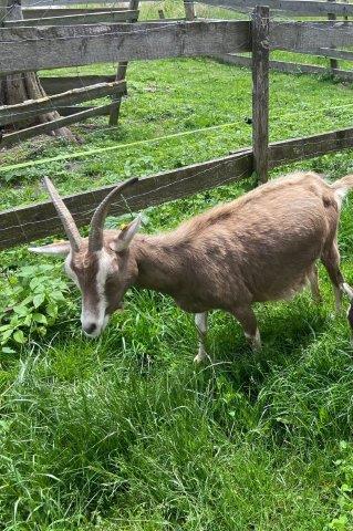 Und hier ist sie - unsere HEIDI