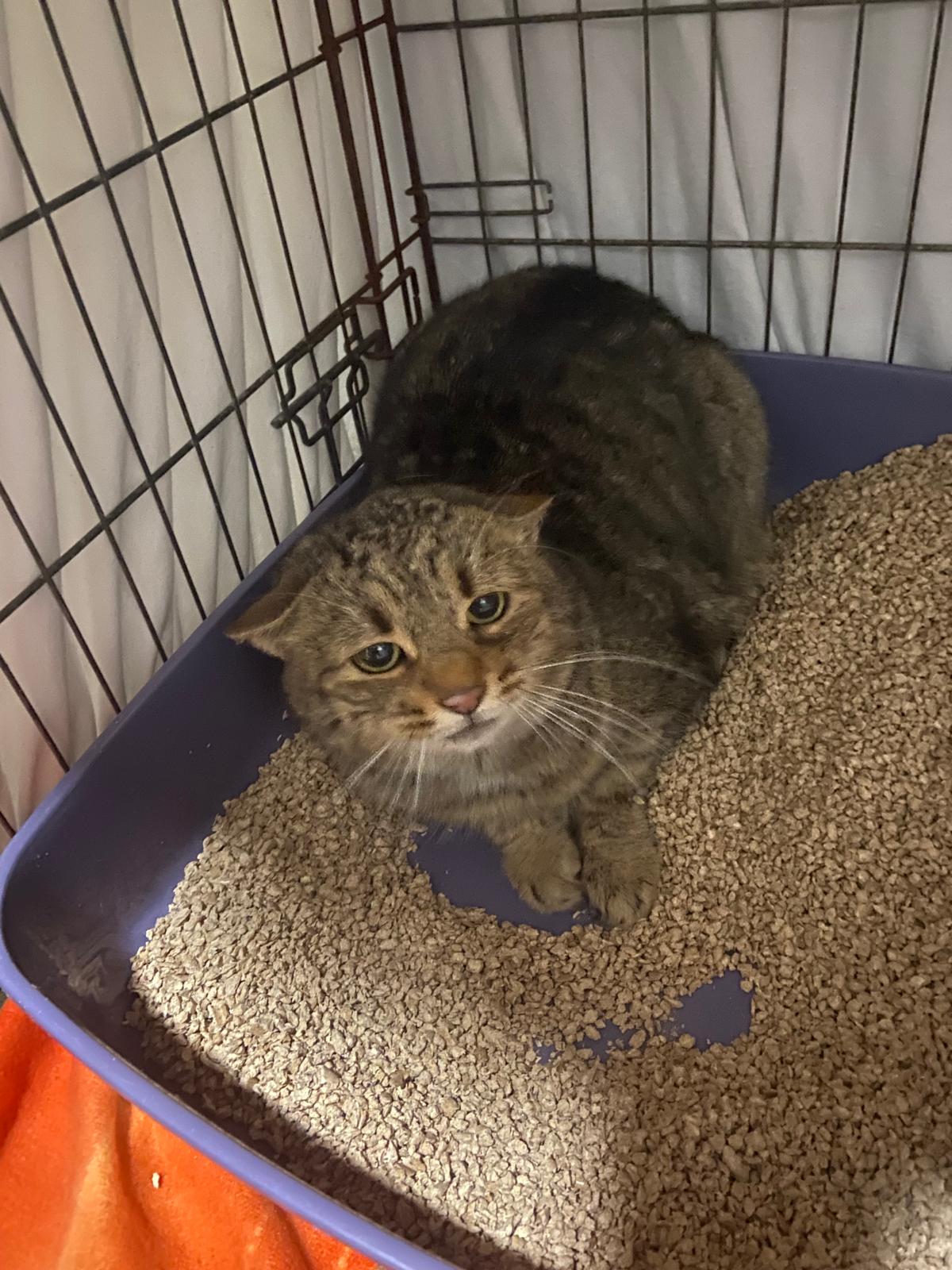 Wohnungskatze Mutzi! Ihre Welt liegt in Scherben, hat auch sie ihr geliebtes Zuhause verloren! 