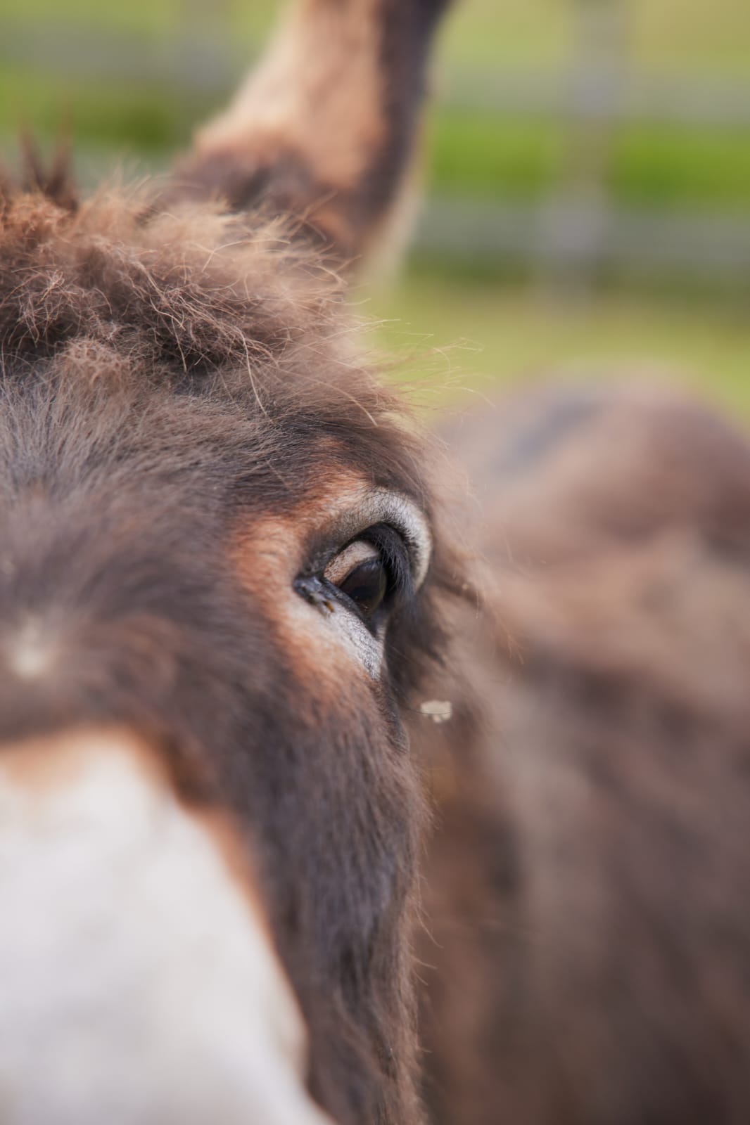 Tantchen Beauty sieht mich irgendwie skeptisch an....Sie kennt schon meine großartigen Ideen!