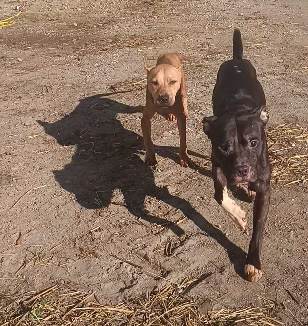 CLEO und JOSY - Bewegung bedeutet ebenfalls für jede Hundeseele Lebensgefühl 