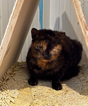 Unsere SCHÜCHTERNE ROSI, die tapfere einäuige Katzenmama, sie sucht Ruhe und verständnisvolle Rettungsengel