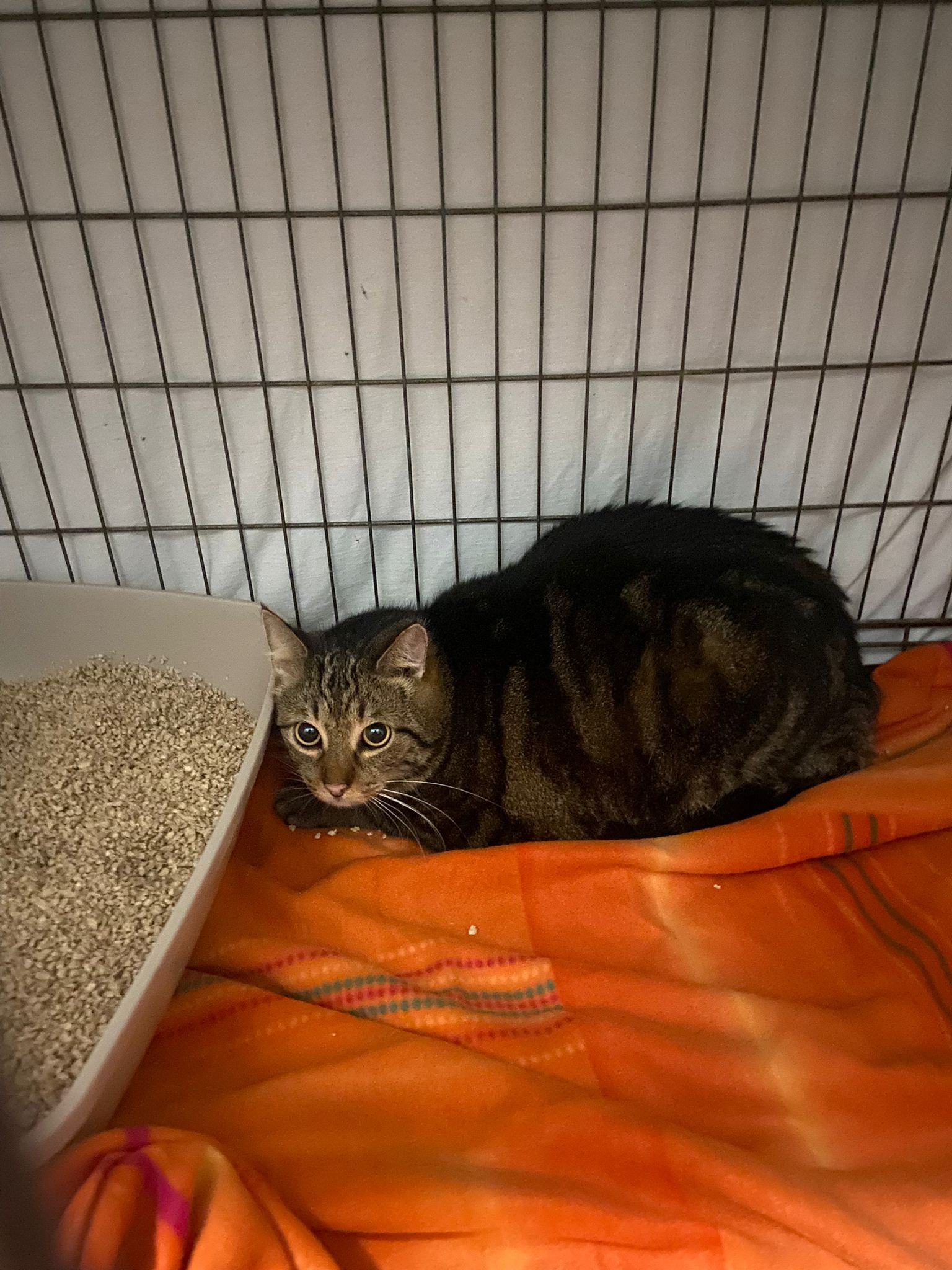 Peterle, ca. 6 Jahre alt - er versteht die Welt nicht mehr! 