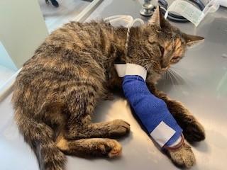 Mia - Krankenstation