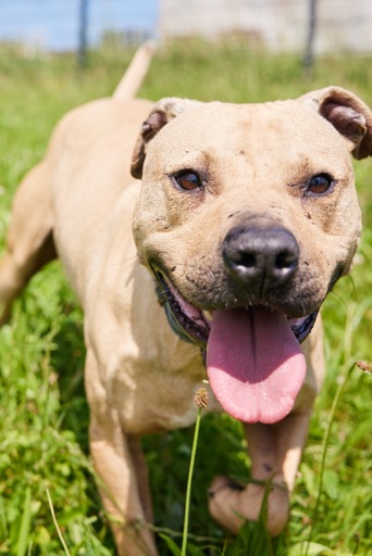 Schau mir in die Augen!!! Seh in mein sehnsuchtsvolles Hundeherz! Wir hoffen auf ein Christkind UND 