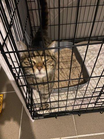 Rocci mit seinen 4 Jahren hofft ganz besonders auf sein Weihnachtswunder in Form einer neuen Familie! 