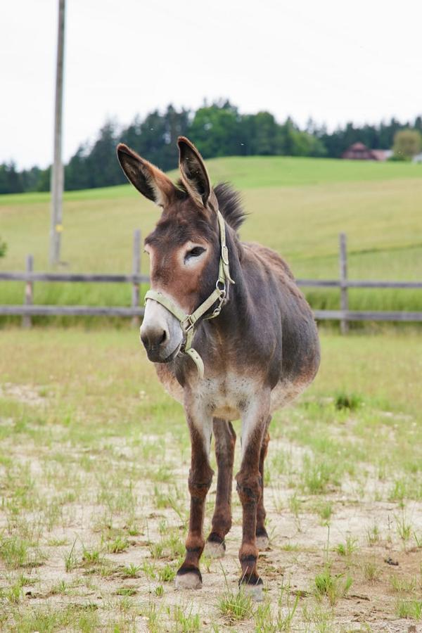 Beauty telegraphiert bereits mit den Weihnachtselfen! Das wichtigste für Santas Helfer vorweg: