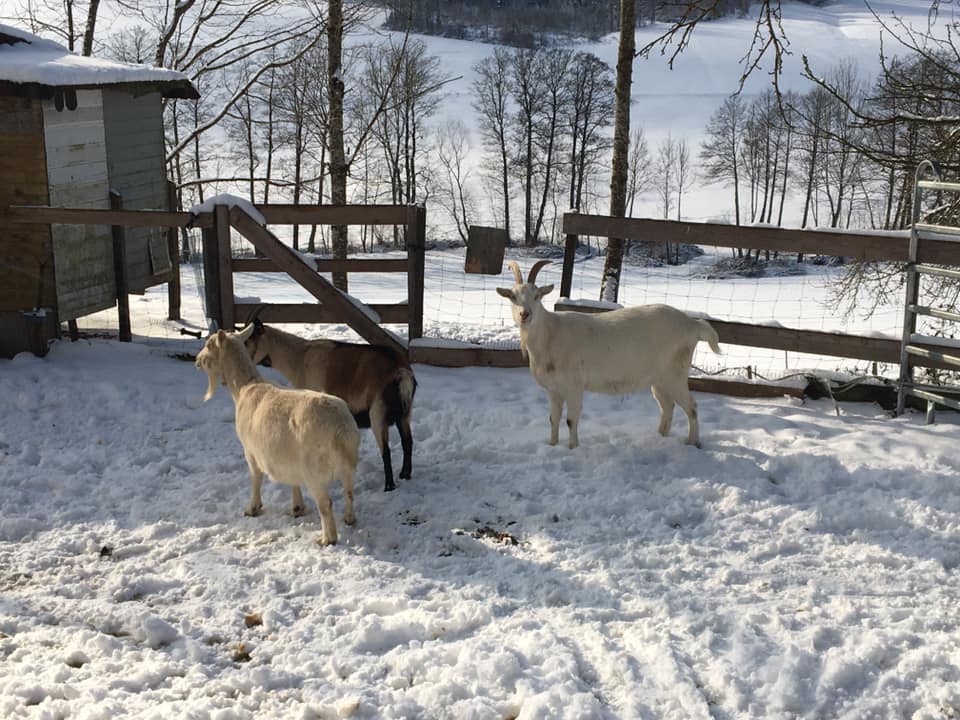 Hallo, Hilfe! Wo ist das Gras geblieben??? Okay, was soll`s - ab in den wärmenden, wohligen Stall! 