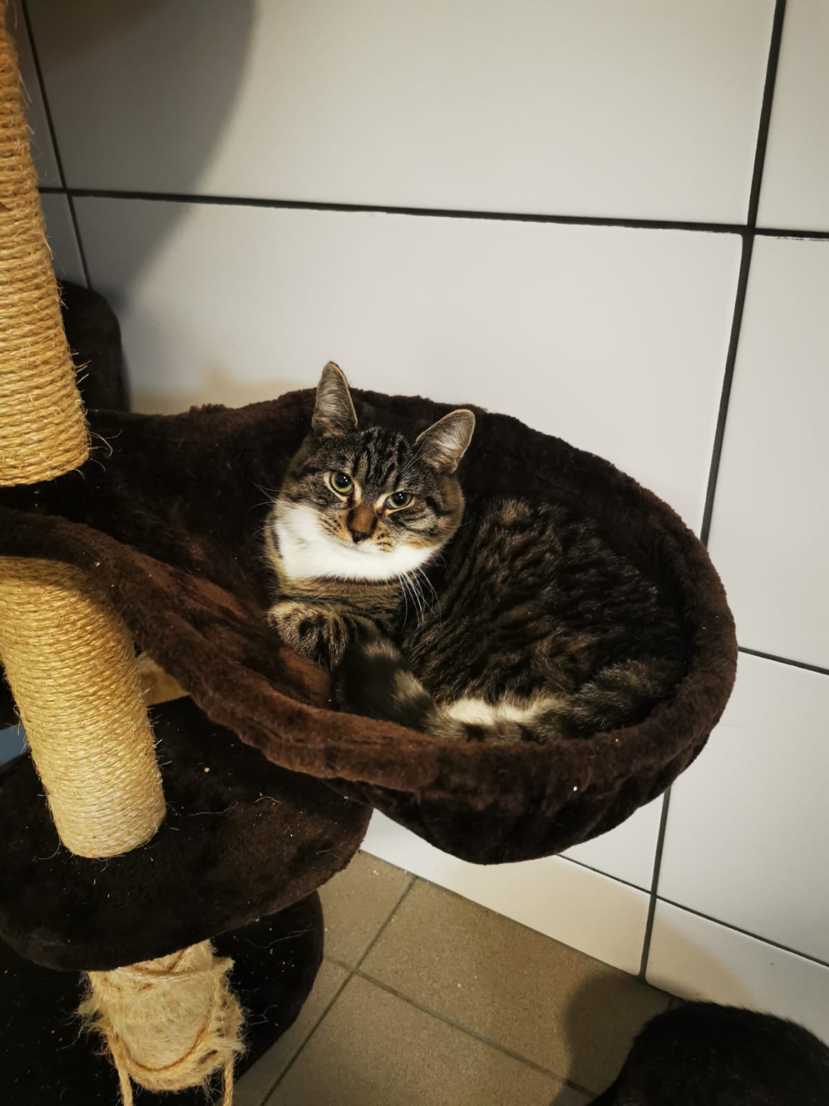 THEA ist die Schwester von TIMO. Sie gibt TIMO den Halt und die notwendige Sicherheit im Katzenzimmer