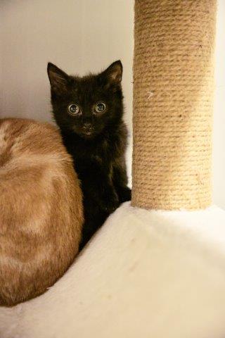 Panther „Ich warte hier… und ja, ich habe schon alle Mitarbeiter im Griff.“