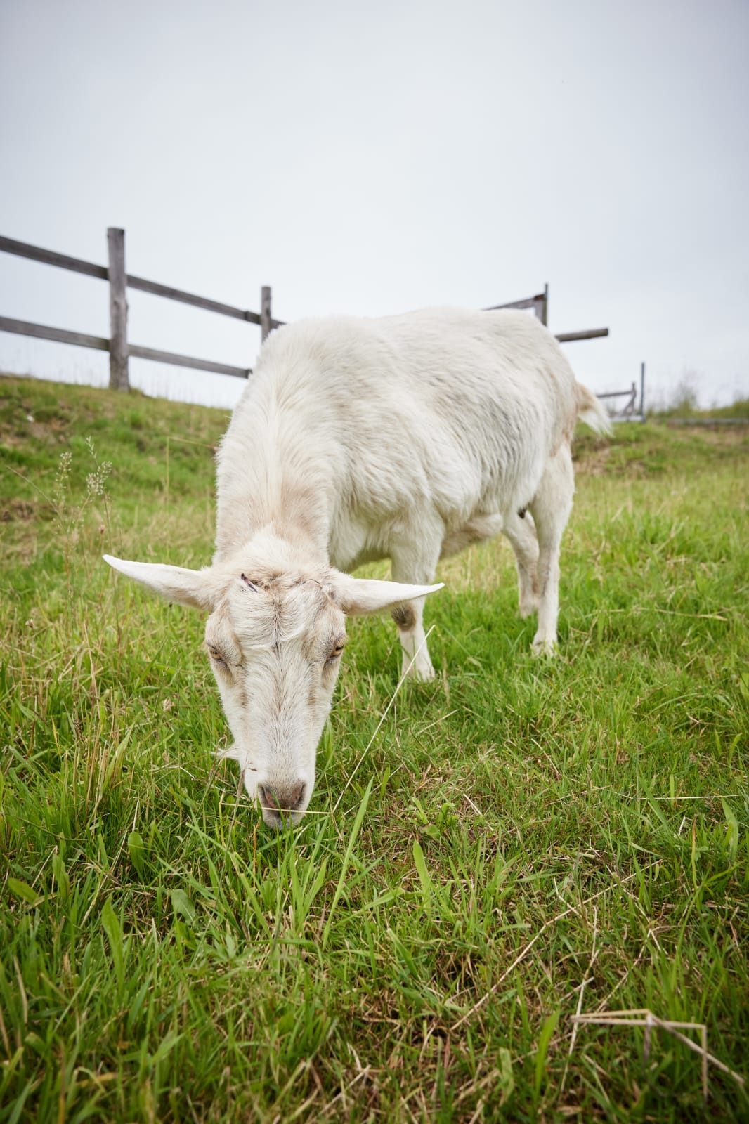 Das Gras wird auch schon knapp! 