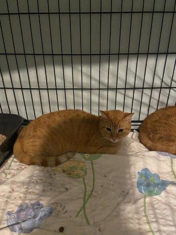 Liebes Christkind - wir, ich der zweijährige GISMO und meine 4 Freunde sind als Gruppe hier im Tierheim gelandet. 