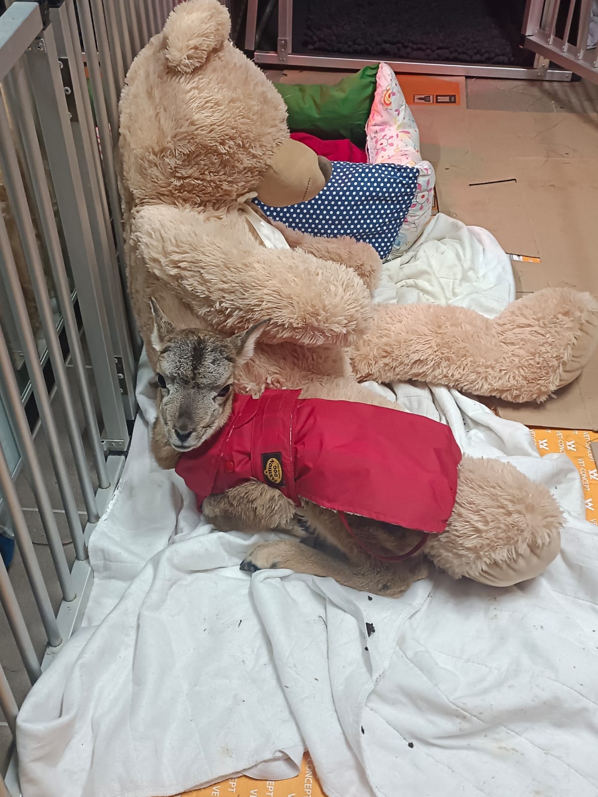 Fellnähe konnte mir auch kein Mensch ersetzten, daher wurden meine Schutzengel am Hof einfallsreich ein Tierkinderleben ist nämlich mächtig anstrengend! 