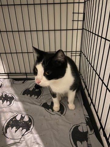 Ich bin der Felix, auch zwei Jahre alt. Wie alle Neuzugänge starten wir ebenso mal in der Quarantänestation. 