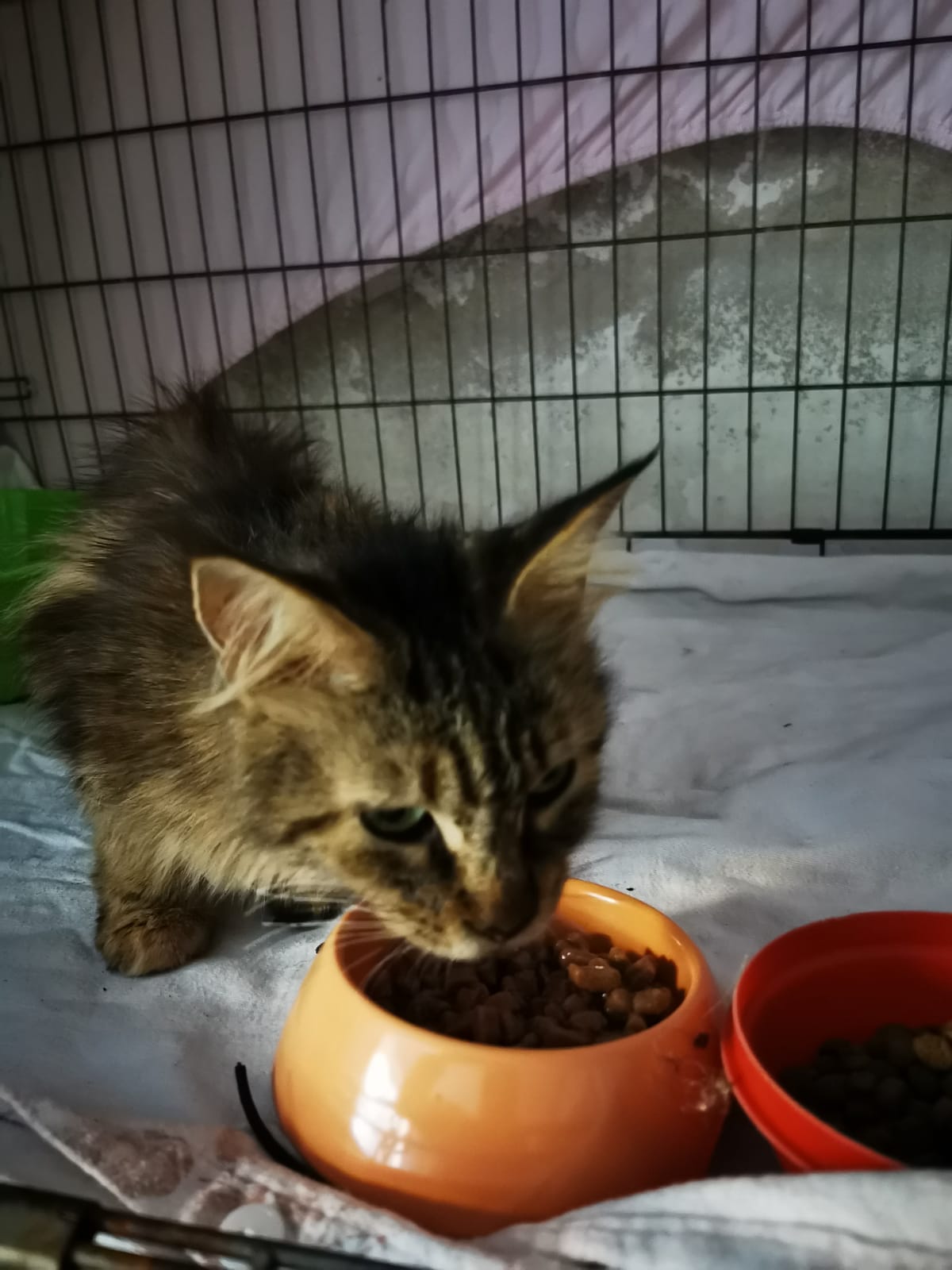 Simba