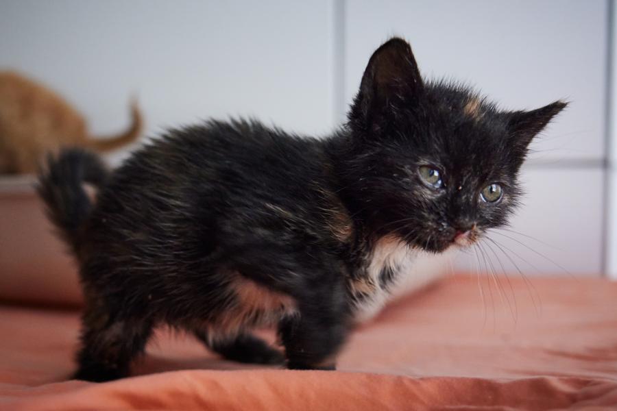 CINDY - so klein und musste schon um ihr unschuldiges Leben kämpfen 