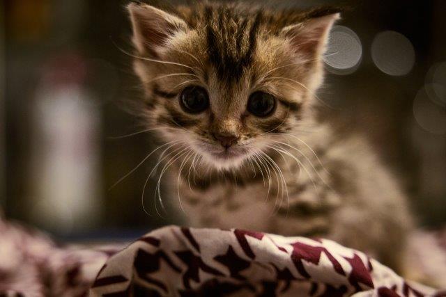 Flora, ebenfalls ein besonderes Sternchen im Katzenzimmer