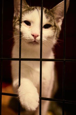 Fanny - ein hoffendes Sternchen auf der Quarantänestation