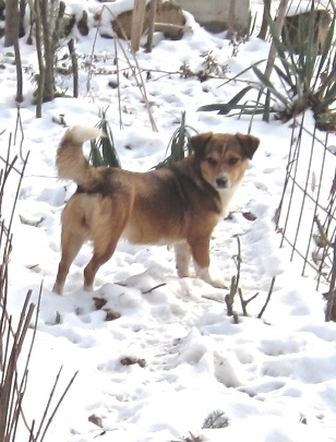 PaulINCHEN...der kalte Schnee als Streetdog ihre Unterlage