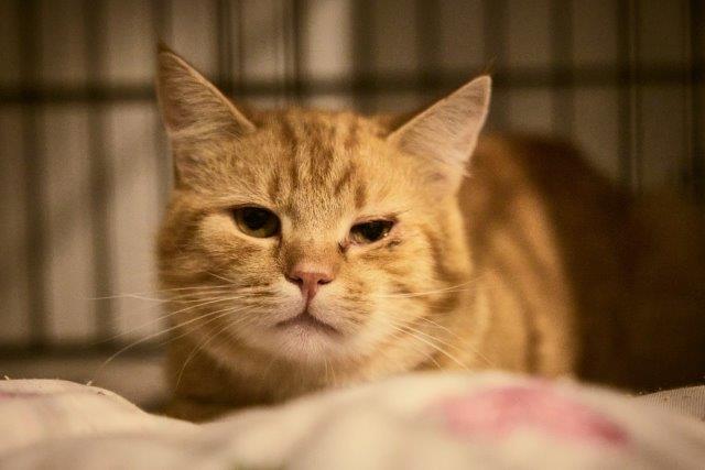 Nala - ebenfalls erstmals auf der Quarantäne, anschließend Katzenzimmer und hoffentlich bald in einem ZuhauseFÜRImmer. 