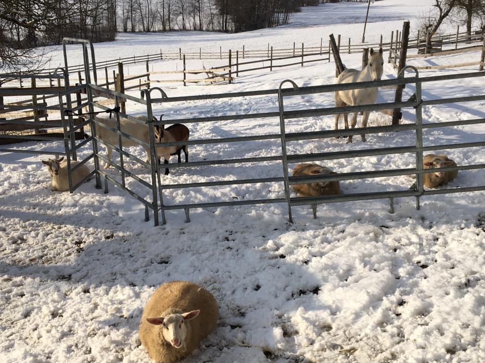 Aus Herbst ist Winter geworden. Unsere leckere Wiese hat doch tatsächlich jemand zugedeckt!!! 