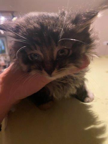 Katzenkind Pepper